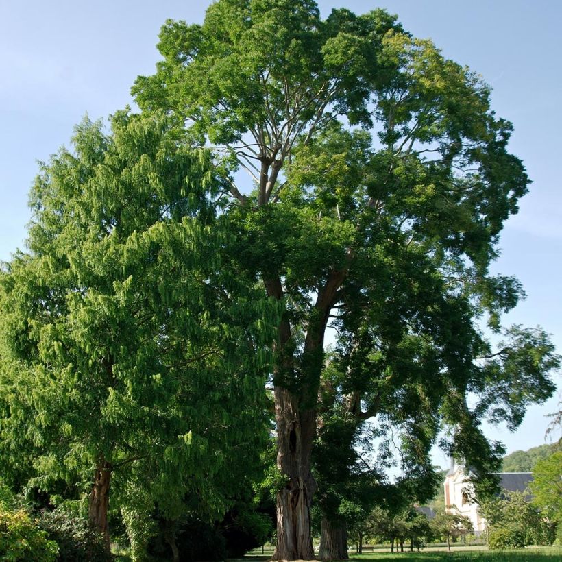 Sophora japonica - Acacia del Japón (Porte)