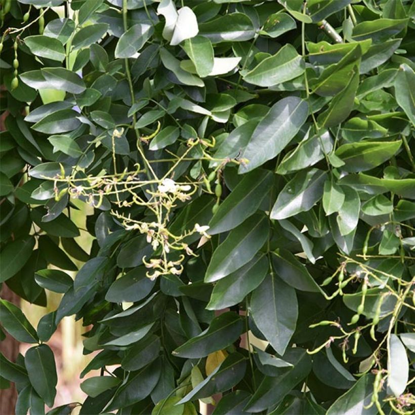 Sophora japonica Pendula - Acacia del Japón (Follaje)