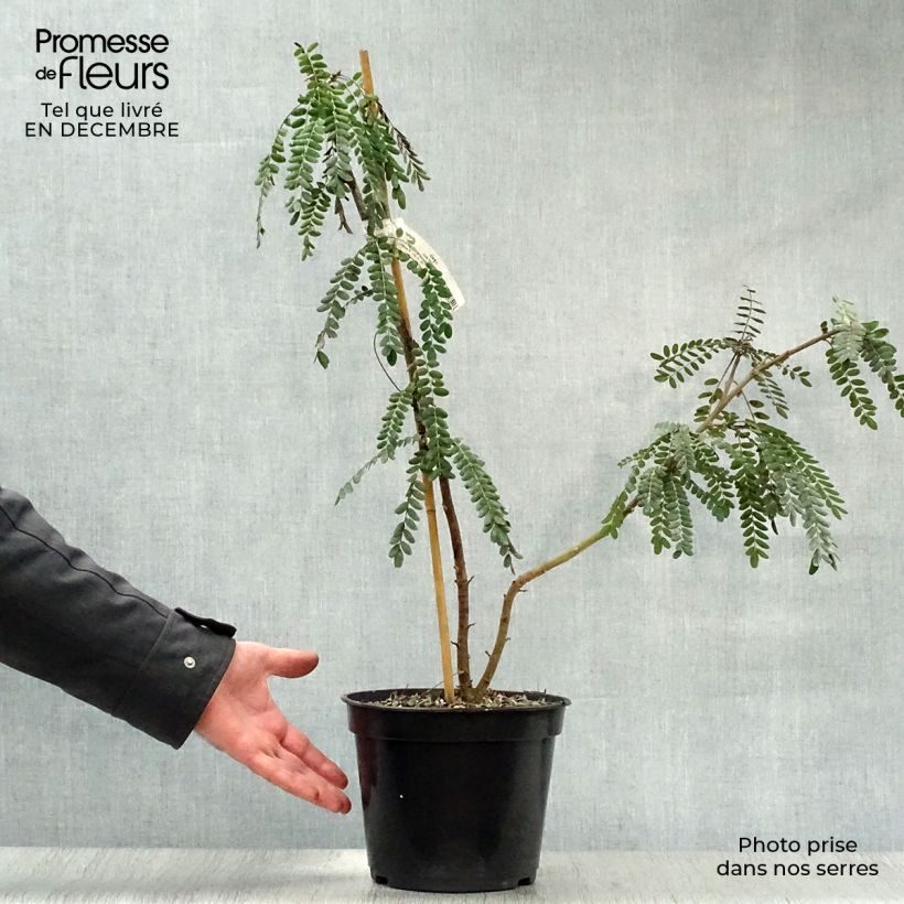 Sophora microphylla Sun King Pot de 2L/3L Ejemplar entregado en invierno