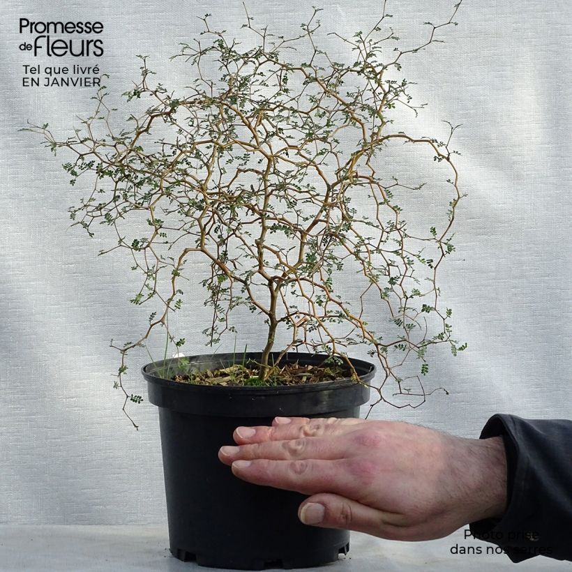 Sophora nain Little Baby en pot de 3/4L Ejemplar entregado en invierno