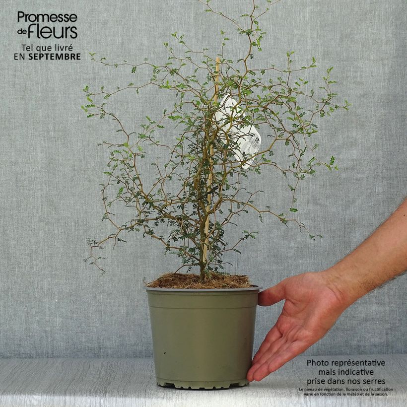 Ejemplar de Sophora nain Little Baby en pot de 1,5//2L entregado en otoño