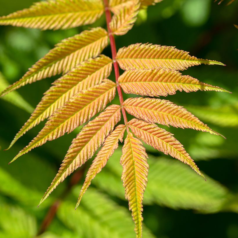 Sorbaria sorbifolia Matcha Ball - Falsa Spiraea (Follaje)