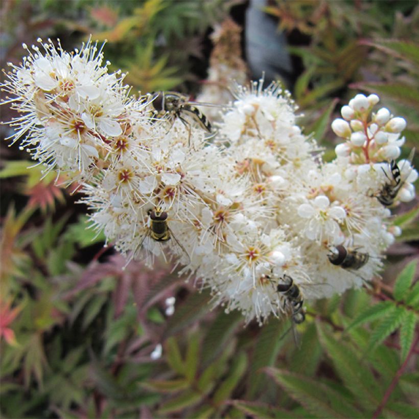 Sorbaria sorbifolia Sem - Falsa Spiraea (Floración)