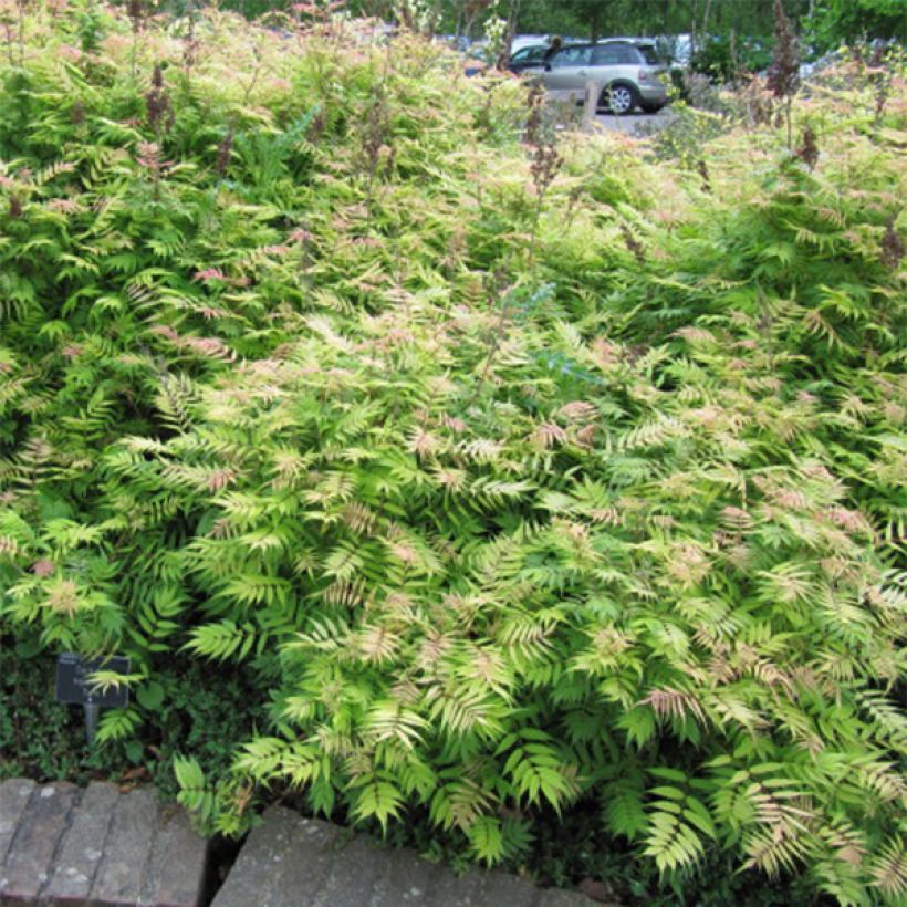 Sorbaria sorbifolia Sem - Falsa Spiraea (Porte)