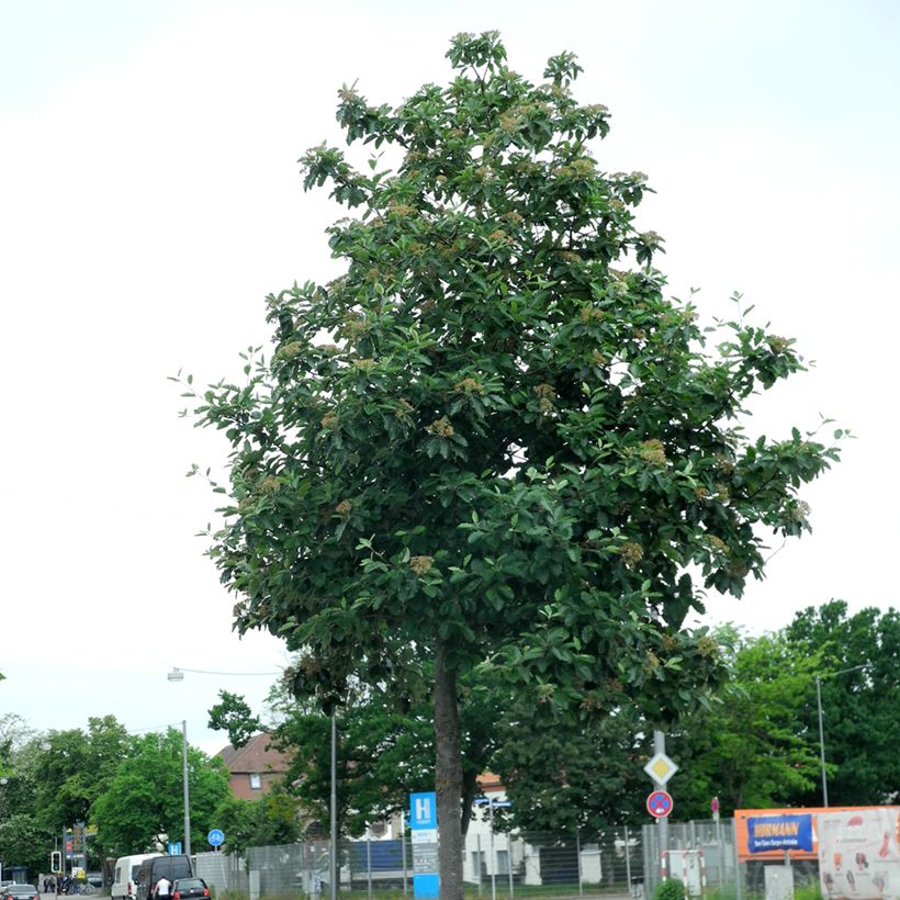 Sorbus intermedia Brouwers - Serbal (Porte)