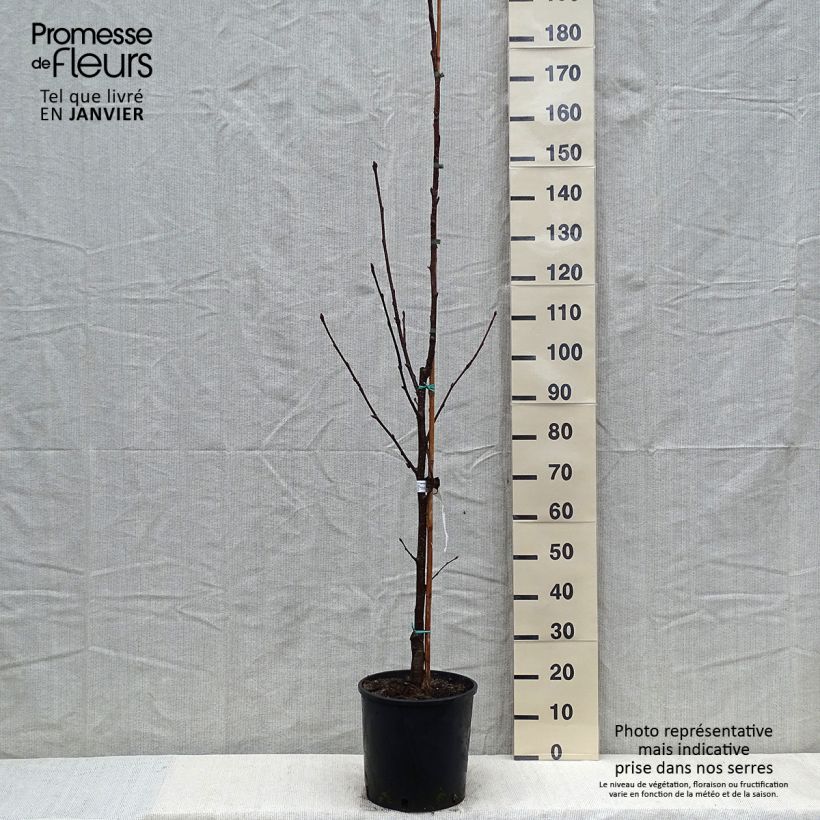 Sorbus intermedia Brouwers Ejemplar entregado en invierno