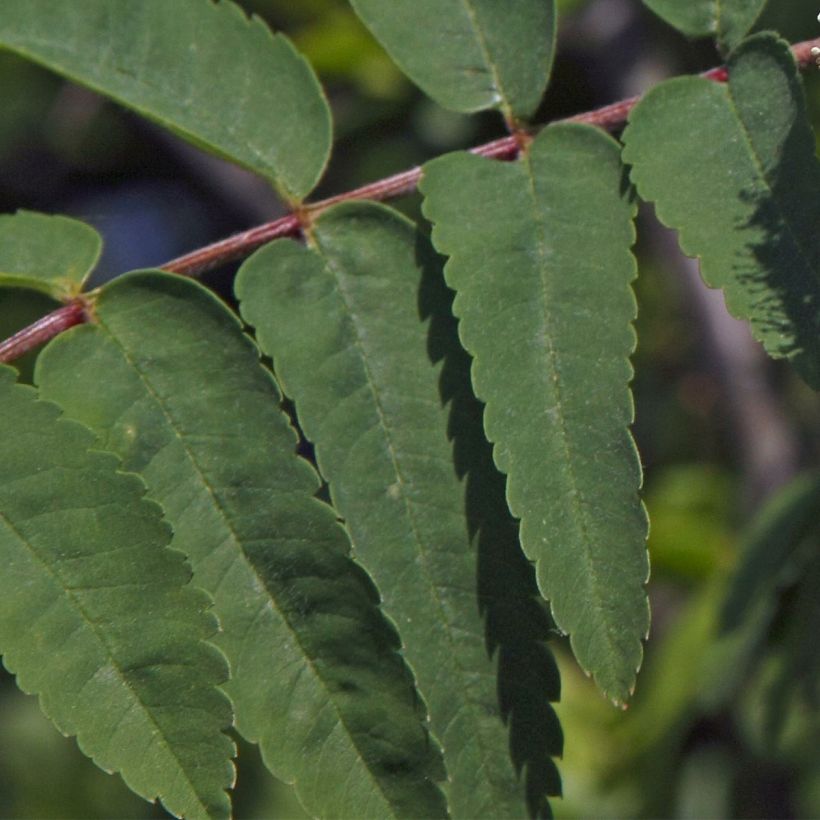 Sorbus aucuparia Sheerwater Seedling - Serbal de cazadores (Follaje)