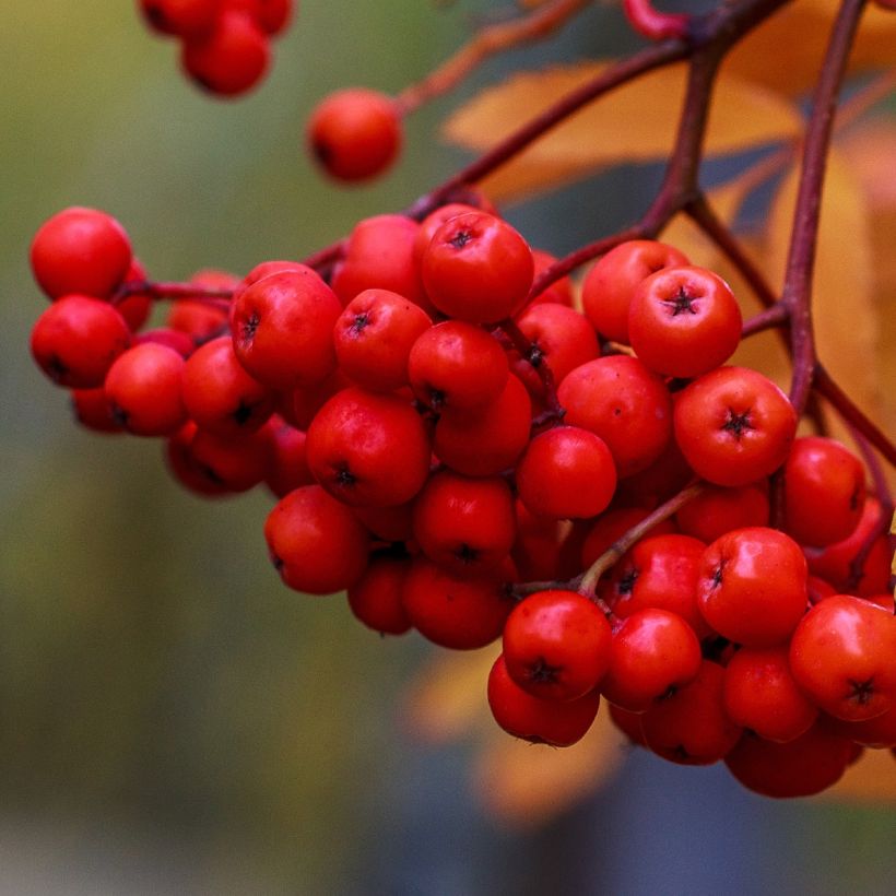 Sorbus aucuparia Sheerwater Seedling - Serbal de cazadores (Cosecha)