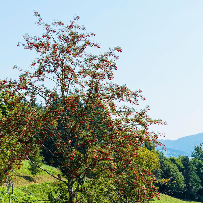 Sorbus aucuparia Wettra - Serbal de cazadores (Porte)