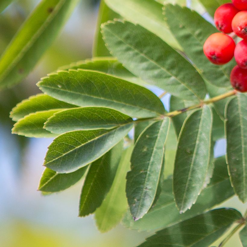 Sorbus aucuparia Wettra - Serbal de cazadores (Follaje)