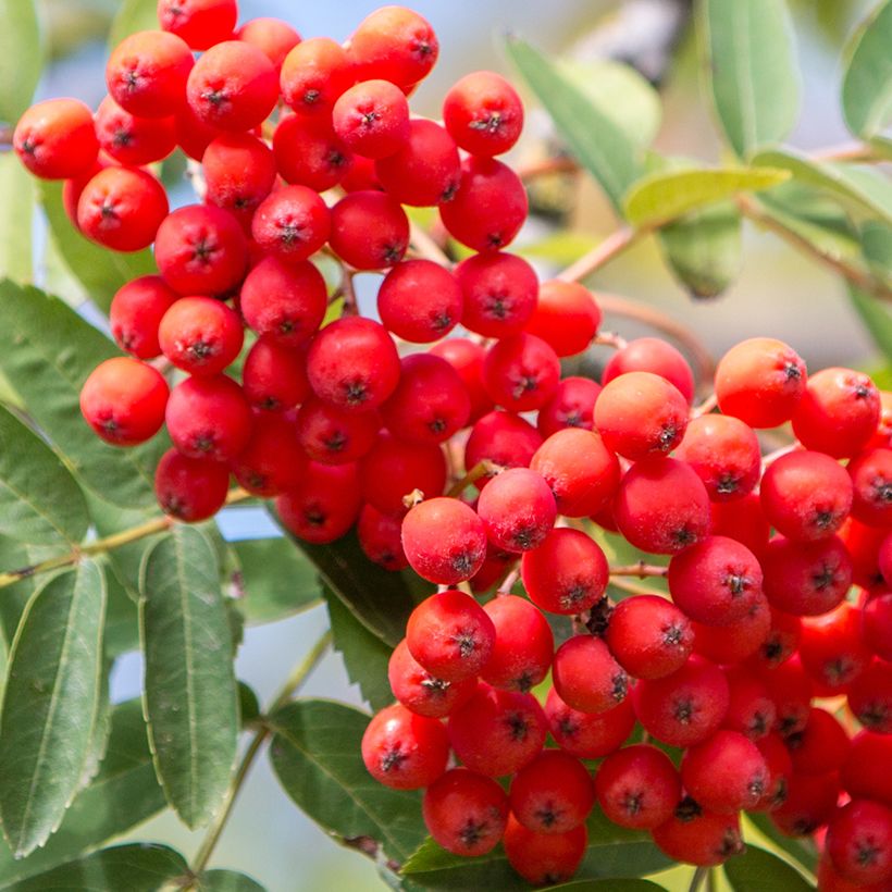 Sorbus aucuparia Wettra - Serbal de cazadores (Cosecha)