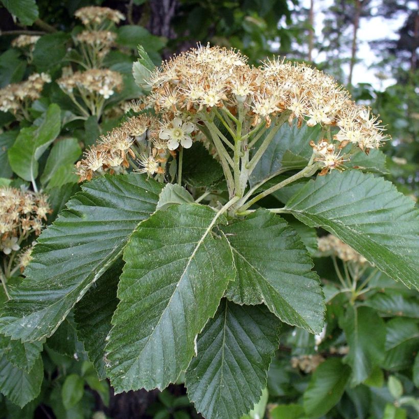 Sorbus aria - Serbal morisco (Follaje)