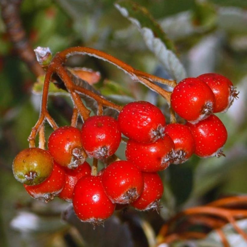 Sorbus aria - Serbal morisco (Cosecha)