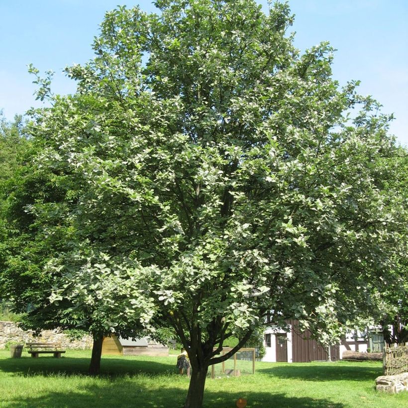 Sorbus aria - Serbal morisco (Porte)