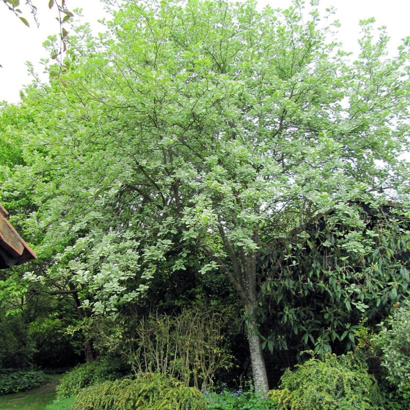 Sorbus aria Lutescens - Serbal morisco (Porte)