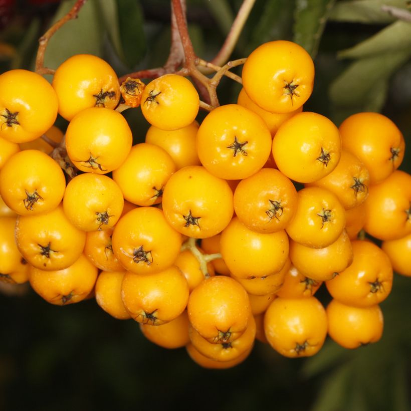 Sorbier - Sorbus x arnoldiana Copper Glow (Cosecha)