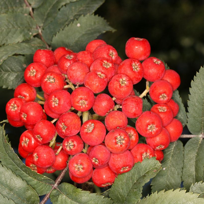 Sorbus aucuparia Fastigiata - Serbal de cazadores (Cosecha)