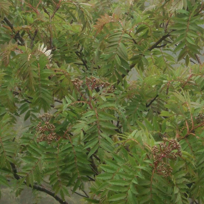 Sorbus randaiensis - Serbal (Follaje)