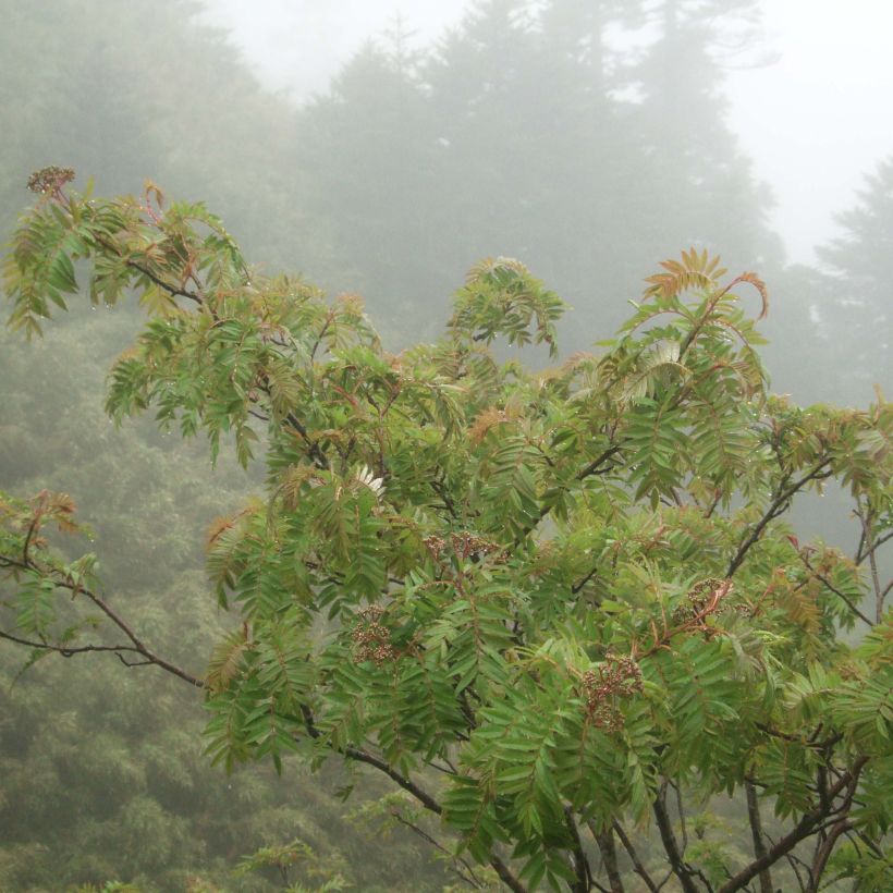 Sorbus randaiensis - Serbal (Porte)