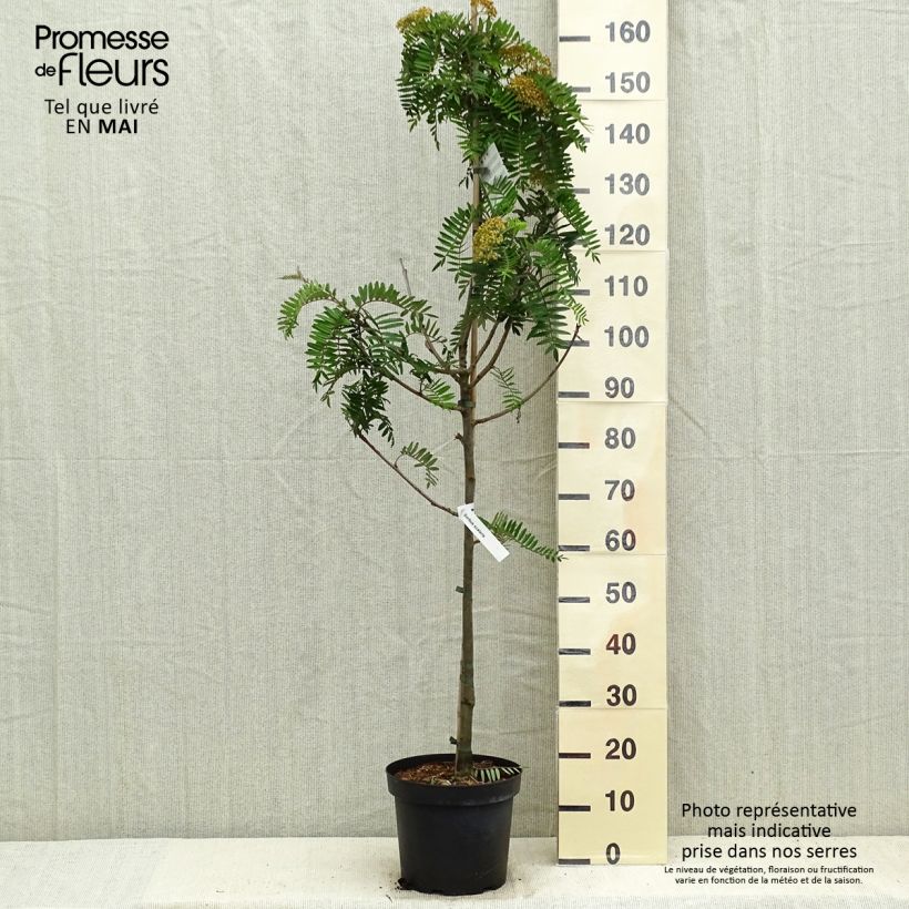 Sorbus scalaris - Serbal Maceta 7,5L/10LAltura de entrega aprox. 150/170cm Ejemplar entregado en la primavera