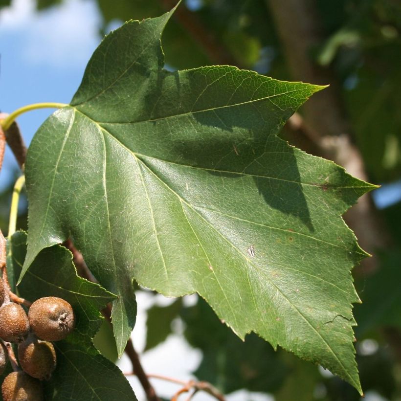 Sorbus torminalis - Mostajo (Follaje)