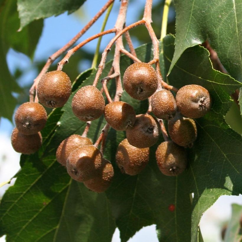 Sorbus torminalis - Mostajo (Cosecha)