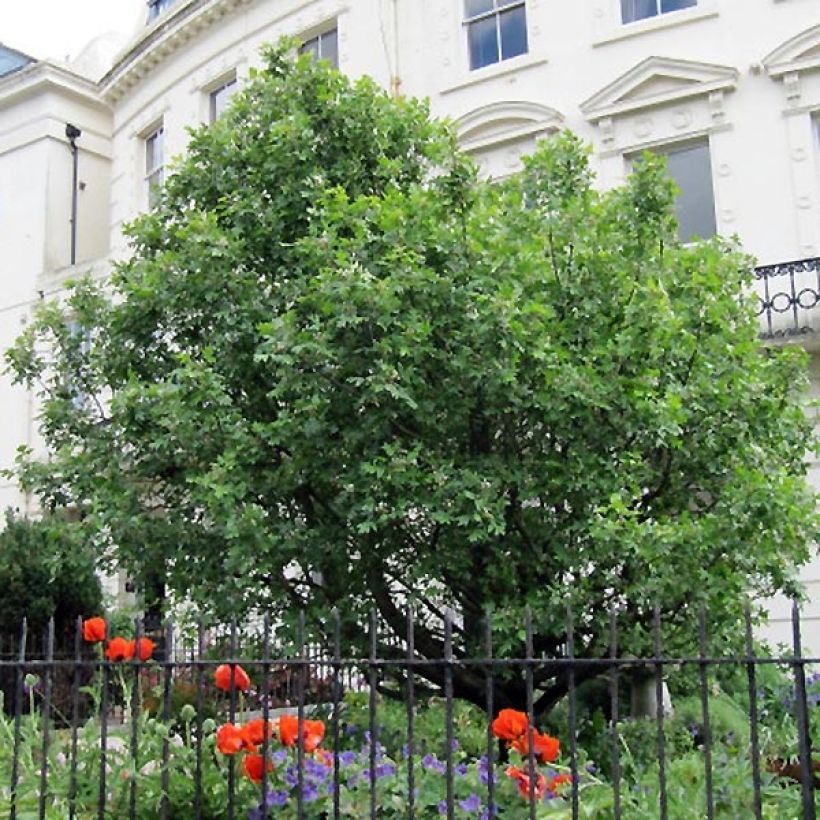 Sorbus torminalis - Mostajo (Porte)