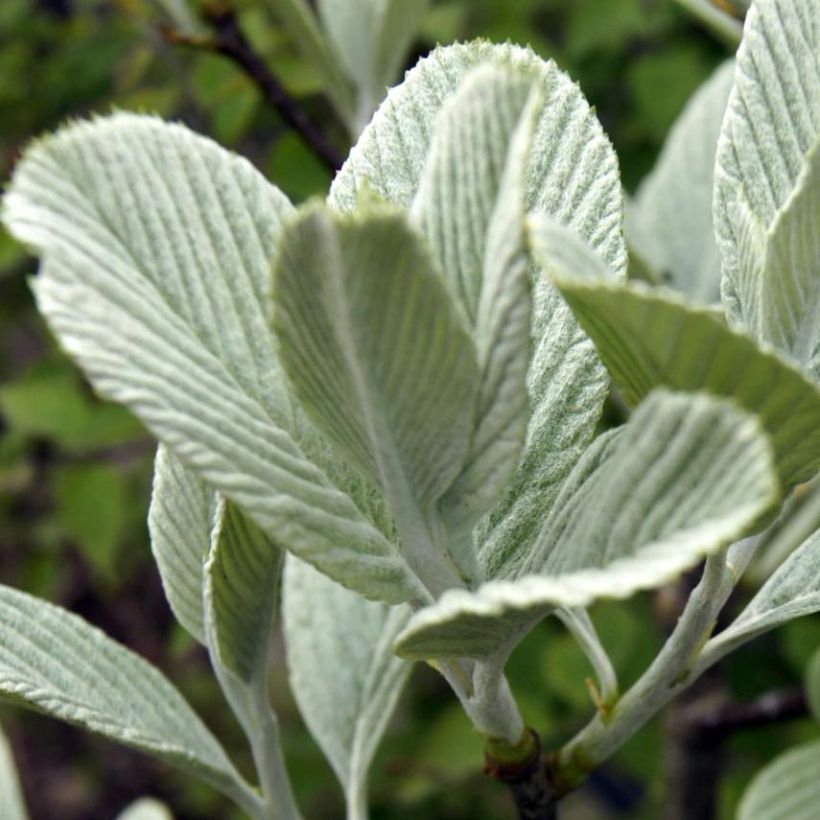 Sorbus wardii (Follaje)