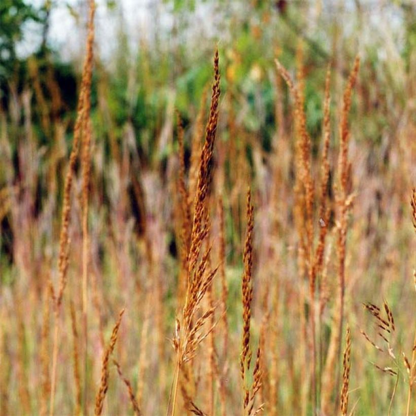 Sorghastrum nutans - Plumilla nodosa (Floración)