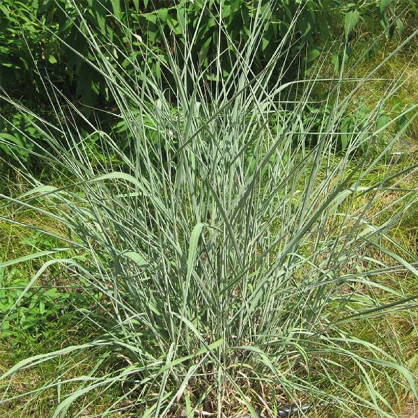 Sorghastrum nutans - Plumilla nodosa (Porte)