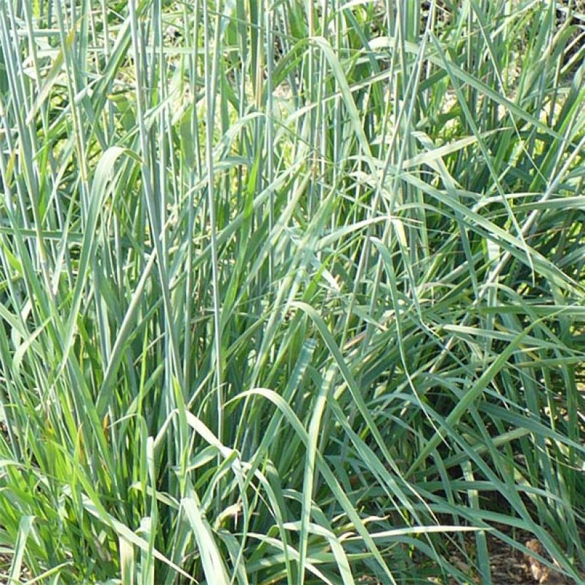 Sorghastrum nutans Sioux Blue - Plumilla nodosa (Follaje)