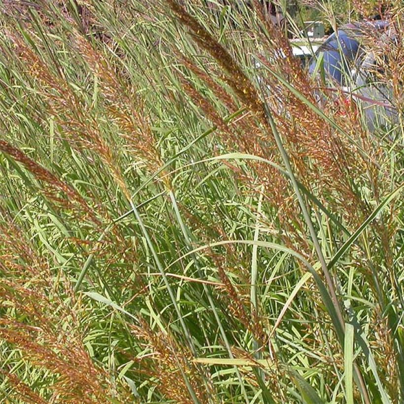 Sorghastrum nutans Sioux Blue - Plumilla nodosa (Floración)