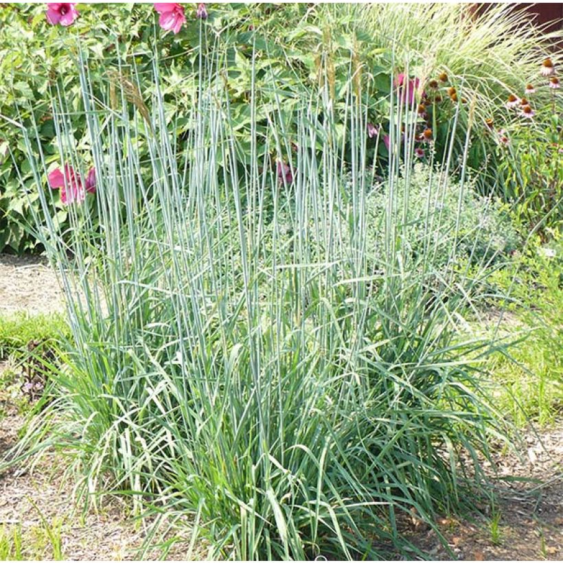 Sorghastrum nutans Sioux Blue - Plumilla nodosa (Porte)