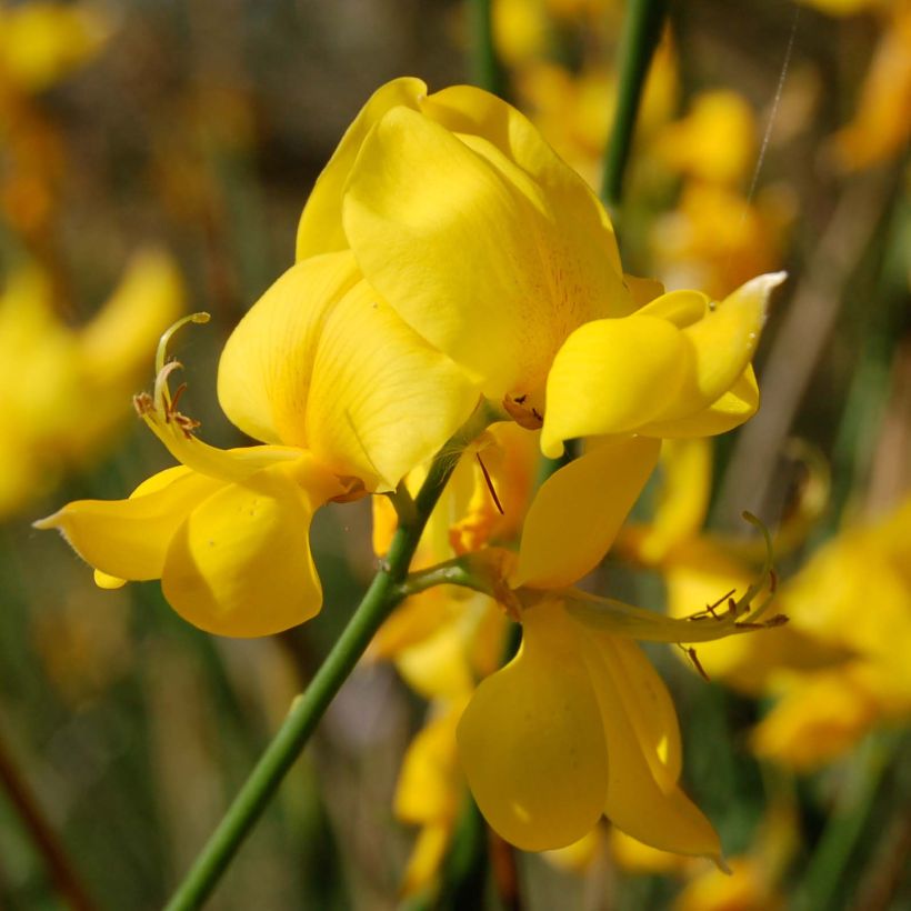 Spartium junceum - Gayomba (Floración)