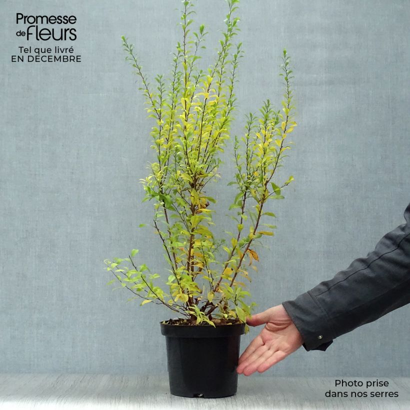 Spiraea thunbergii Fujino Pink - Spirée de Thunberg Pot de 3L/4L Ejemplar entregado en invierno