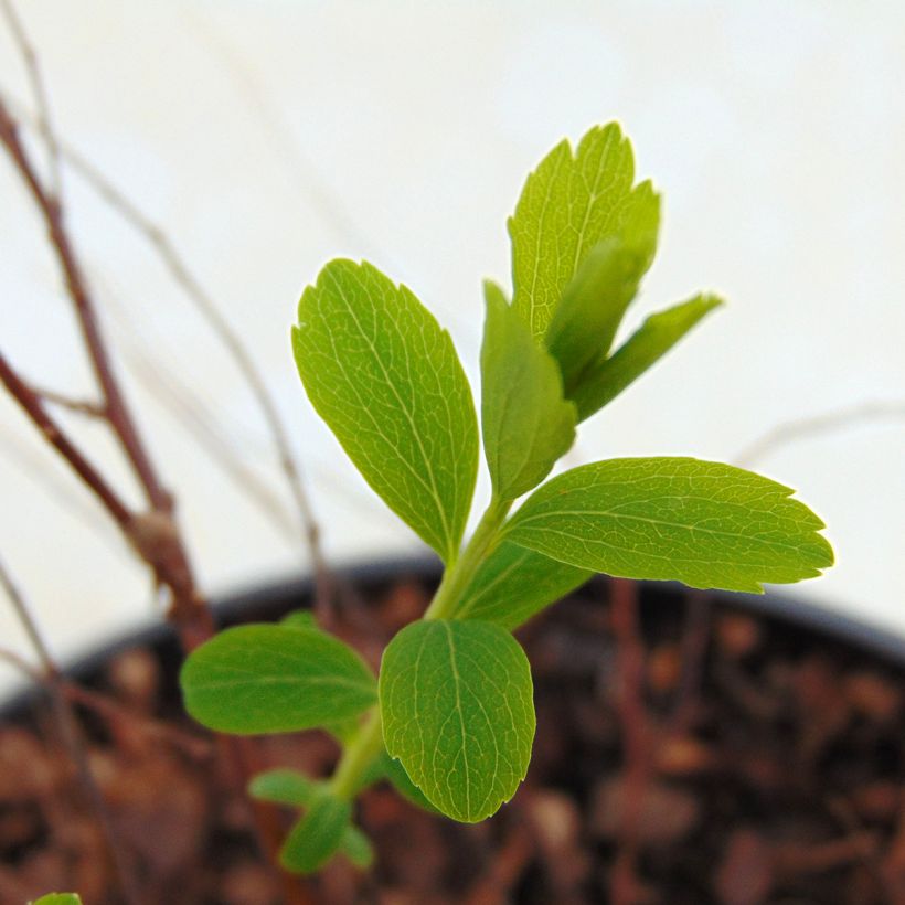 Espirea arguta Alba (Follaje)