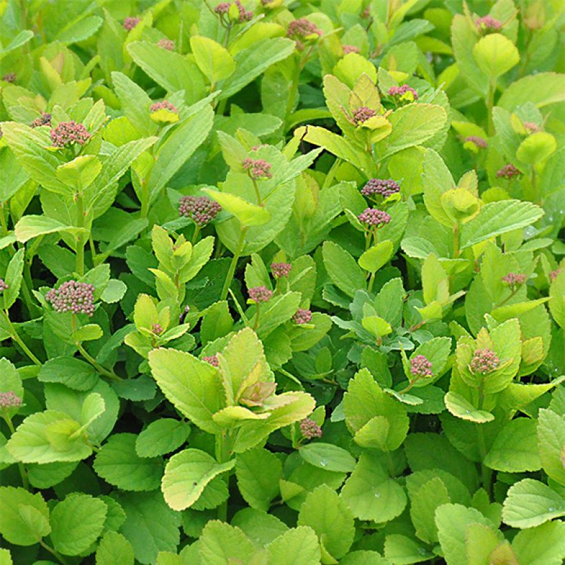 Espirea betulifolia Pink Sparkler (Follaje)