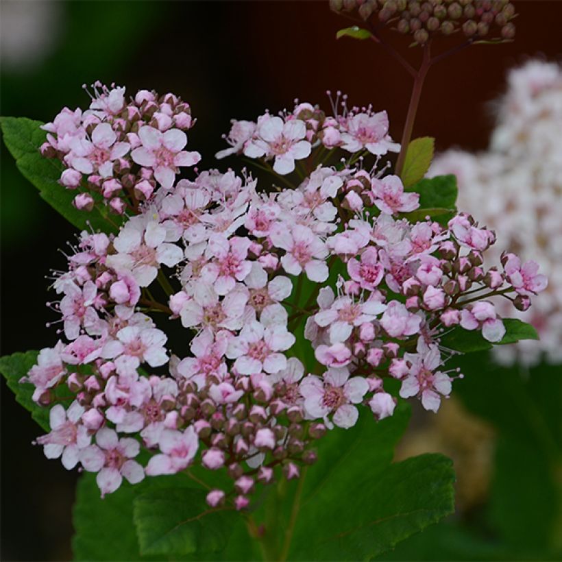 Espirea betulifolia Pink Sparkler (Floración)