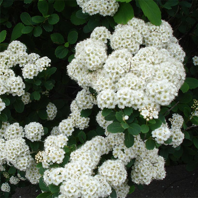 Espirea betulifolia Tor (Floración)