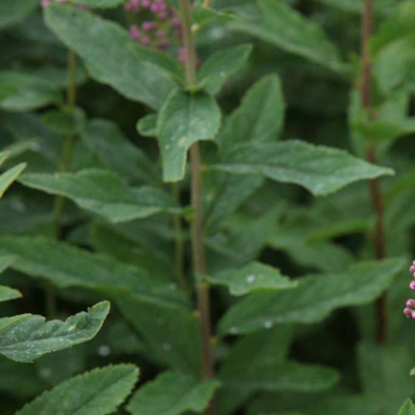 Espirea billiardii (Follaje)