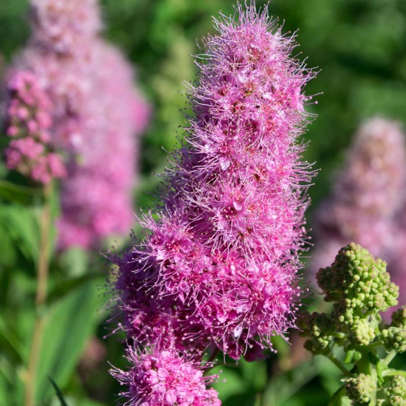 Espirea billiardii (Floración)