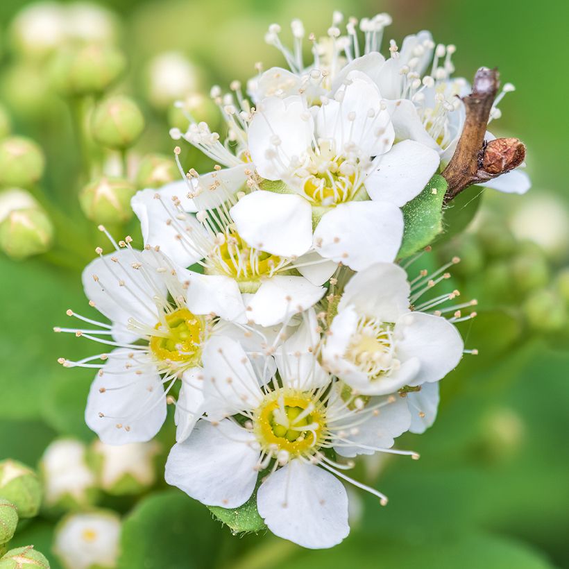 Espirea chamaedryfolia (Floración)