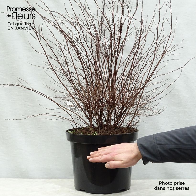 Spiraea cinerea Graciosa en pot de 10L - Spirée dentelée Ejemplar entregado en invierno