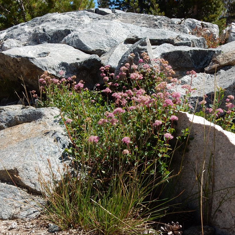 Espirea densiflora (Porte)