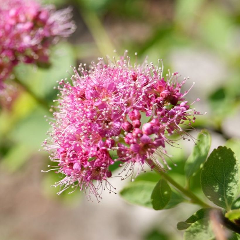 Espirea densiflora (Floración)