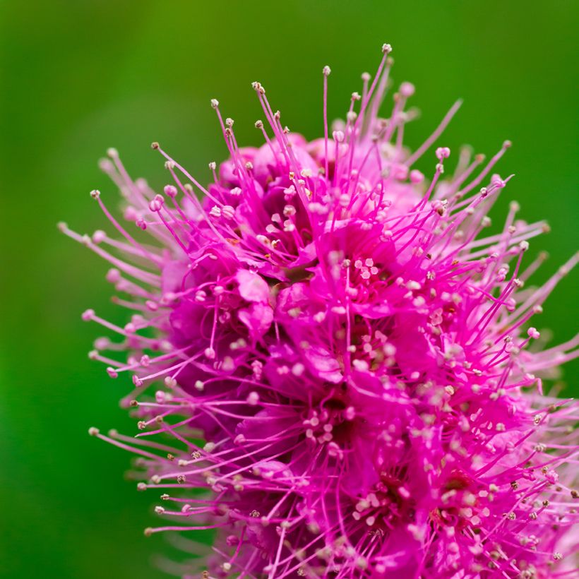 Espirea douglasii (Floración)