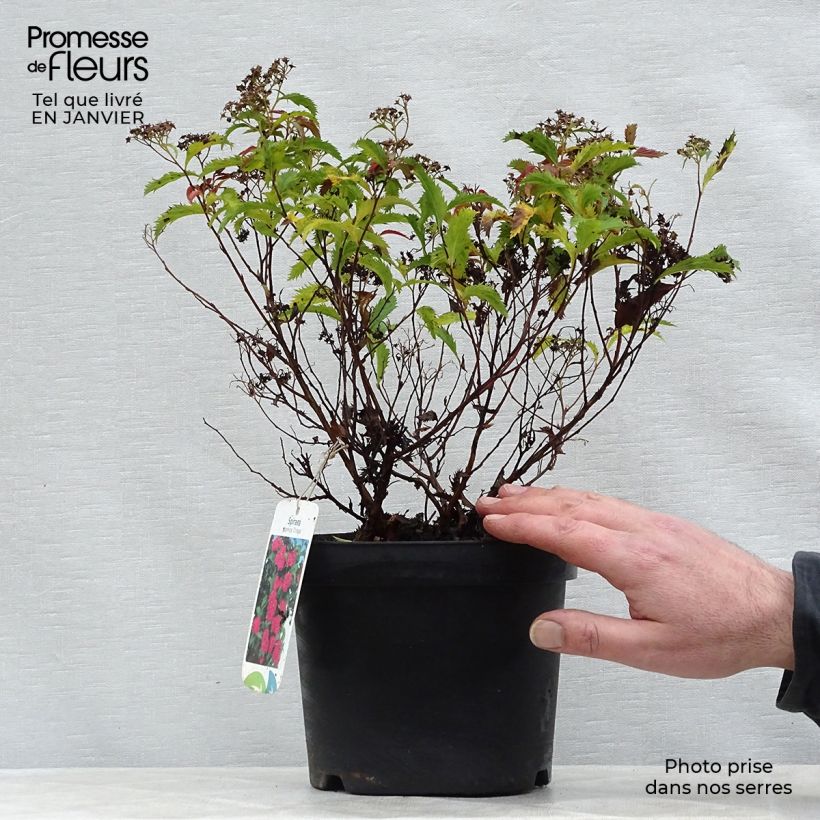 Spirée japonaise Crispa - Spiraea japonica 20/30cm en pot de 2L/3L Ejemplar entregado en invierno