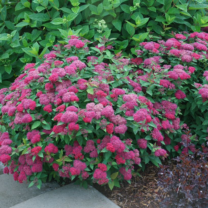 Spirée japonaise Double Play Doozie - Spiraea japonica (Porte)