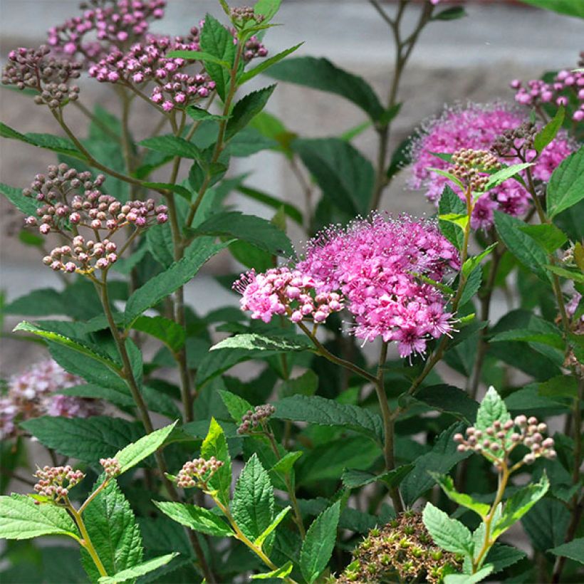 Espirea japonica Double Play Artist - Espirea del Japón (Floración)