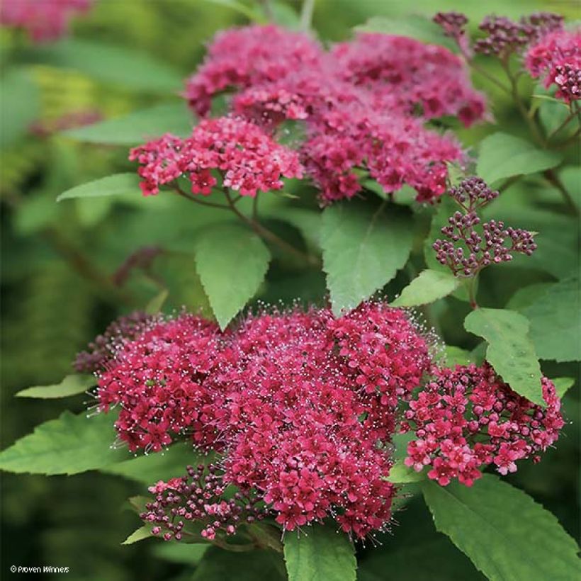 Espirea japonica Double Play Red - Espirea del Japón (Floración)